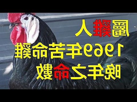 1969 屬雞 五行 缺什麼